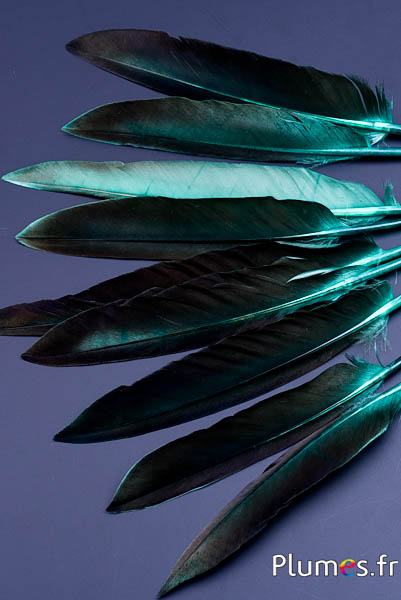 Oca lama - 12-18 cm - giada-caffè